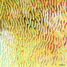 Dikroid SX LB 5x5cm,COE96