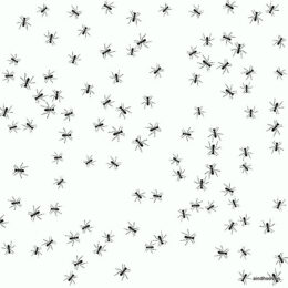 Siirdepilt "mustad sipelgad"  14x5cm