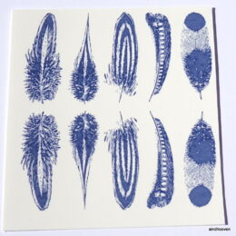 Siirdepilt "väikesed sinised suled 2"