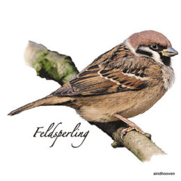 Siirdepilt "Varblane" 7cm