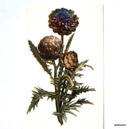 Siirdepilt "Õlelill" 80mm