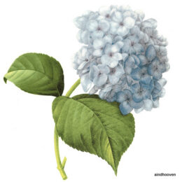Siirdepilt "Hortensia suur sinine" 130x105mm.