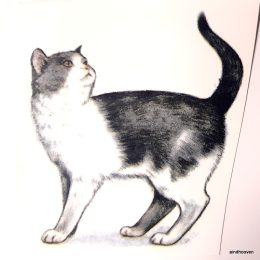 Siirdepilt "Kass 1" 75mm