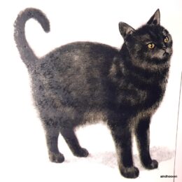 Siirdepilt "Kass 2" 75mm