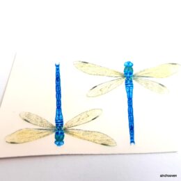 Siirdepilt Kiilid 35x27mm, 2 tk