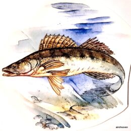 Siirdepilt "Koha"125mm