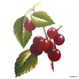 Siirdepilt "Kirsid" 65x95m