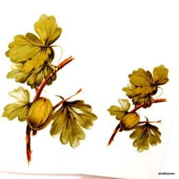 Siirdepilt "Tikker" 70x35mm