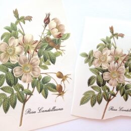 Siirdepilt "Kibuvitsa oks"115mm