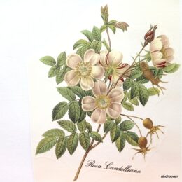 Siirdepilt "Suur Kibuvitsa oks"140mm