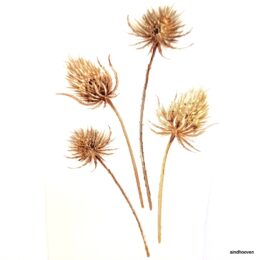 Siirdepilt"kõrrelised III" 75mm