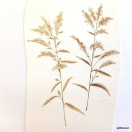 Siirdepilt"Suured kõrrelised IIV" 130mm