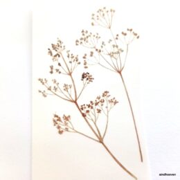 Siirdepilt"kõrrelised II" 75mm