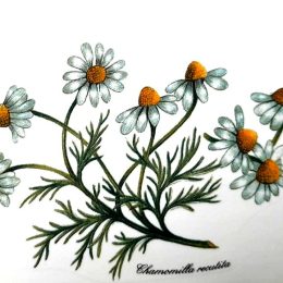 Tea plants 5. 100x70mm