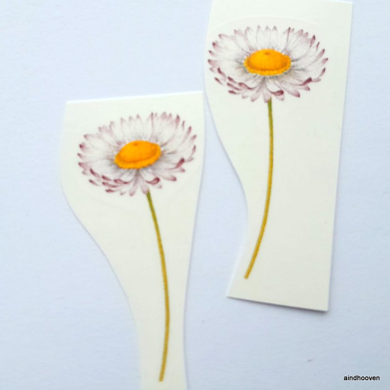 Maria lilleke 50x25mm