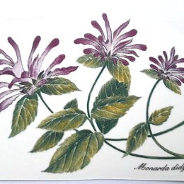 Tea plants 1. 100x70mm