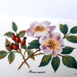 Tea plants 3. 100x70mm