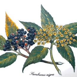 Tea plants 2. 100x70mm