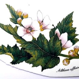 Tea plants 4. 100x70mm